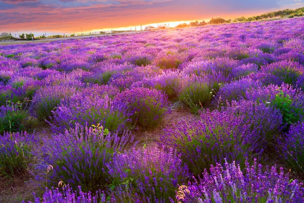 Lavendelfält i Tihany, Ungern — Stockfoto