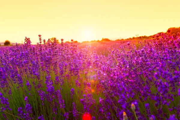 Lavendelfält i Tihany, Ungern — Stockfoto