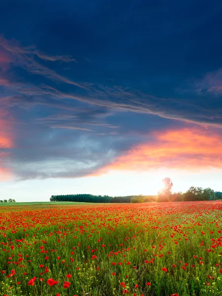 Champ de pavot au coucher du soleil — Photo