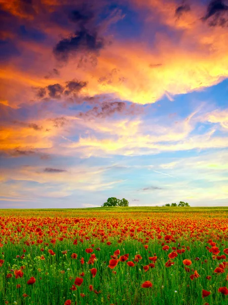 Gün batımında Poppies alan — Stok fotoğraf