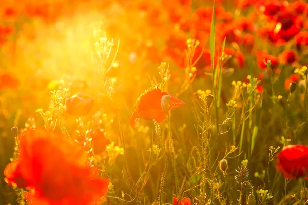 Poppies field at sunset — Stock Photo, Image