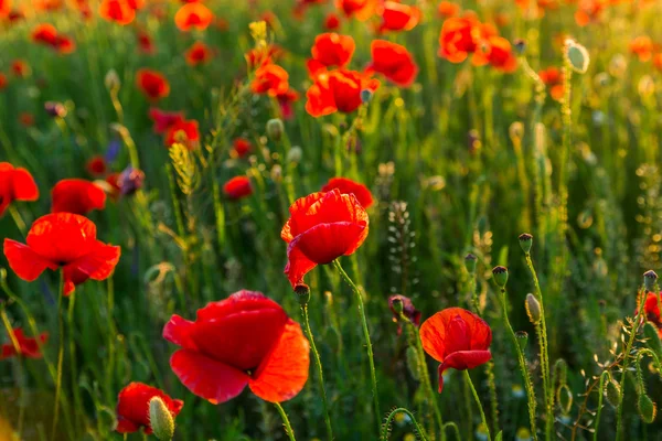 Gün batımında Poppies alan — Stok fotoğraf