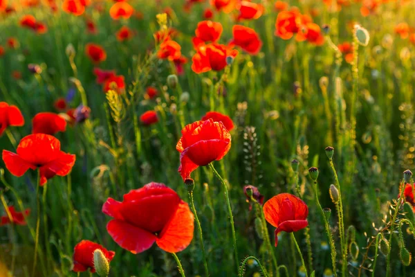 Papavers veld bij zonsondergang — Stockfoto