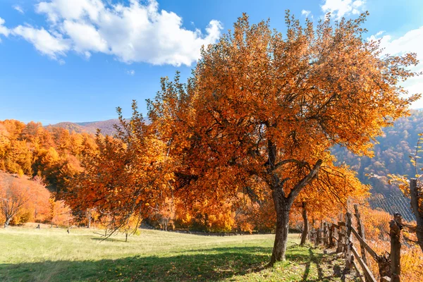 Árvore de outono e grama verde em um prado — Fotografia de Stock