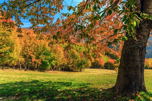 Höstens träd och grönt gräs på en äng — Stockfoto