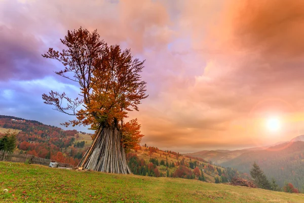 Dramatischer Sonnenaufgang und einsamer Baum — Stockfoto