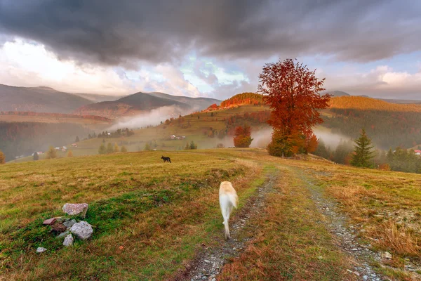 Ráno v Karpatech mountain — Stock fotografie