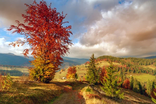 Maravillosa ladera de otoño en Transilvania —  Fotos de Stock