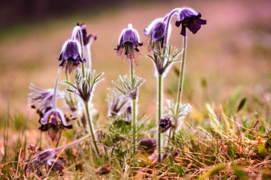 Bir grup Pulsatilla Montana