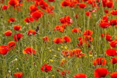 Haşhaş alan çayır