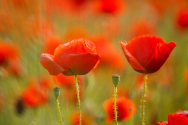 Haşhaş alan çayır