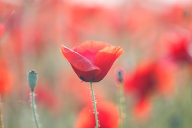 Haşhaş alan çayır