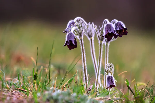 Grupa Pulsatilla montana — Zdjęcie stockowe