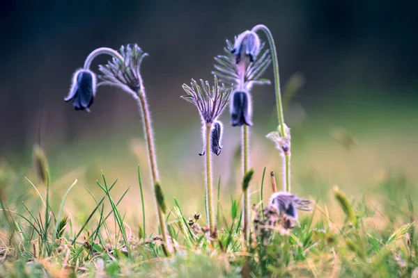 En grupp av Pulsatilla montana — Stockfoto