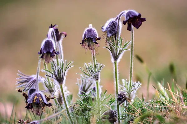 Grupa Pulsatilla montana — Zdjęcie stockowe