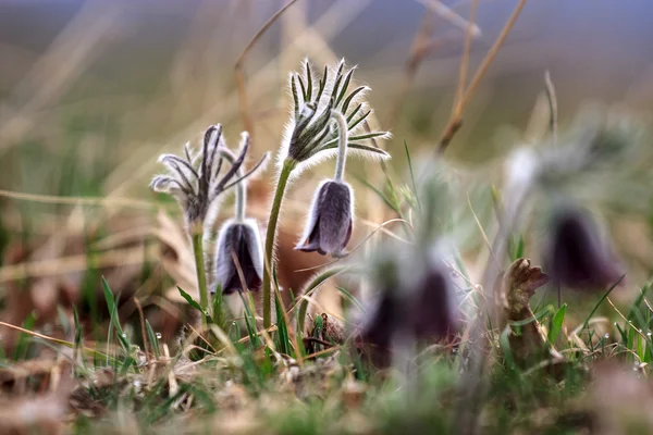 En grupp av Pulsatilla montana — Stockfoto