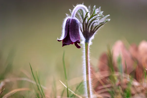 En grupp av Pulsatilla montana — Stockfoto