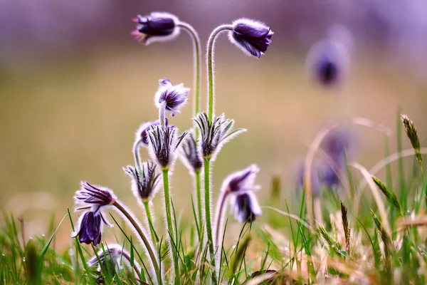 En grupp av Pulsatilla montana — Stockfoto