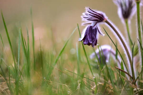 Skupina Pulsatilla montana — Stock fotografie