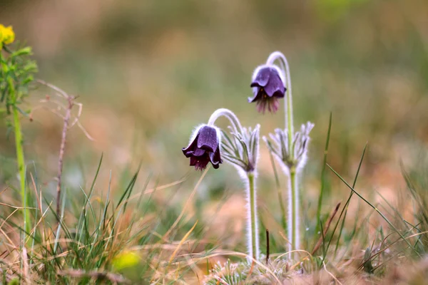 Grupa Pulsatilla montana — Zdjęcie stockowe