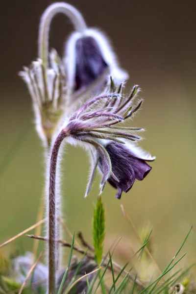 Grupa Pulsatilla montana — Zdjęcie stockowe