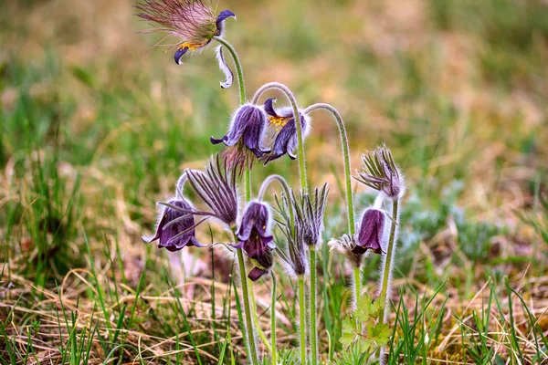 Grupa Pulsatilla montana — Zdjęcie stockowe