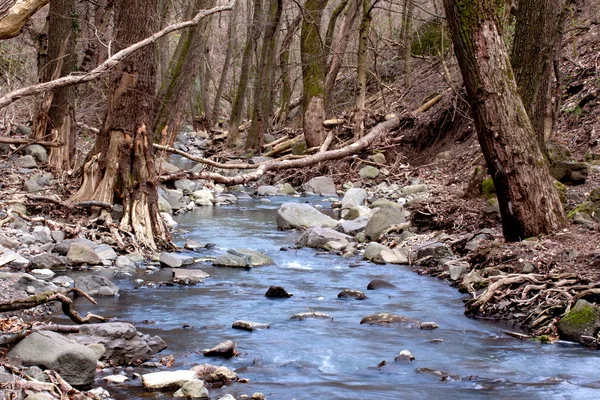 Jesień las z little creek — Zdjęcie stockowe