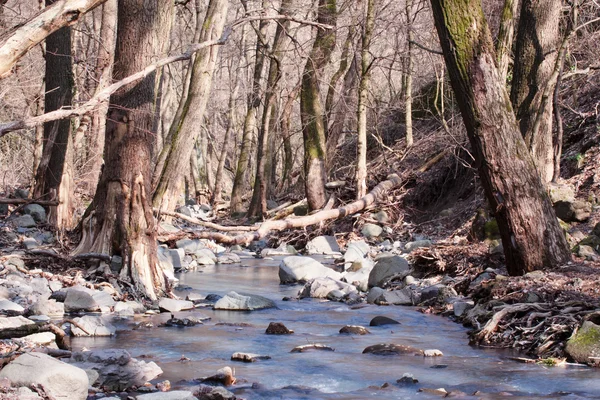 Jesień las z little creek — Zdjęcie stockowe