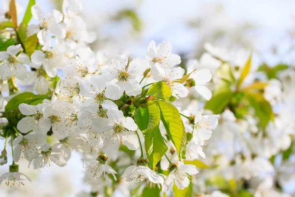 Flores de cereza — Foto de Stock