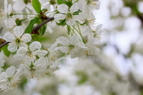 Kirschblüten — Stockfoto