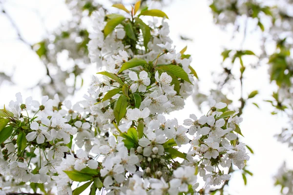 Flores de cereja — Fotografia de Stock