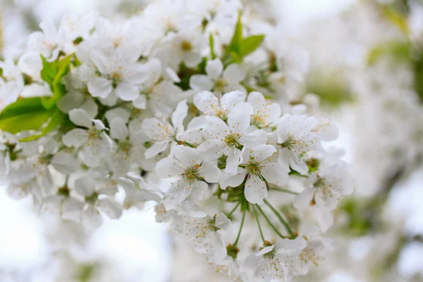 Flores de cereja — Fotografia de Stock