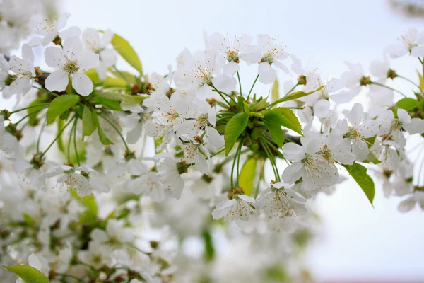 Flores de cereza — Foto de Stock