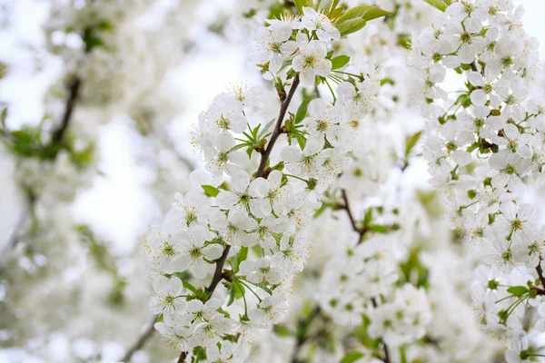 Flores de cereja — Fotografia de Stock