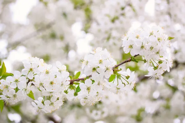 Flores de cereza — Foto de Stock