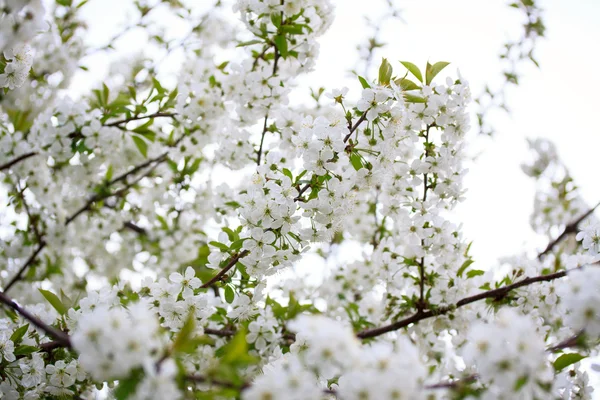 Flores de cereza — Foto de Stock