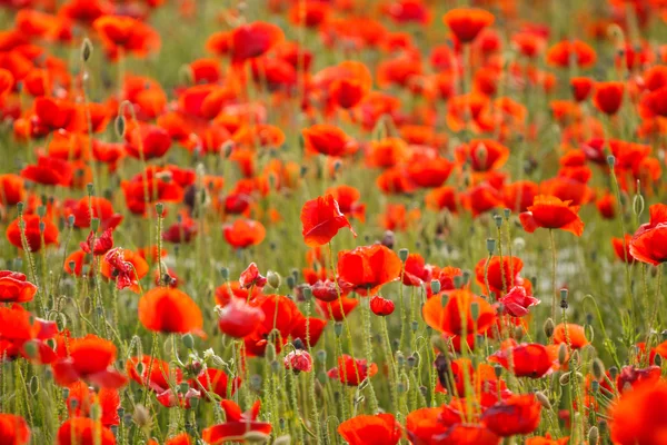 Papavers veld weide — Stockfoto