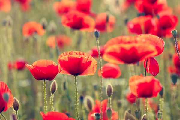 Poppies field meadow — Stock Photo, Image