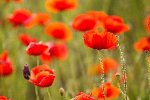 Papavers veld weide — Stockfoto