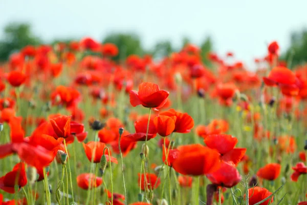 Champ de pavot prairie — Photo