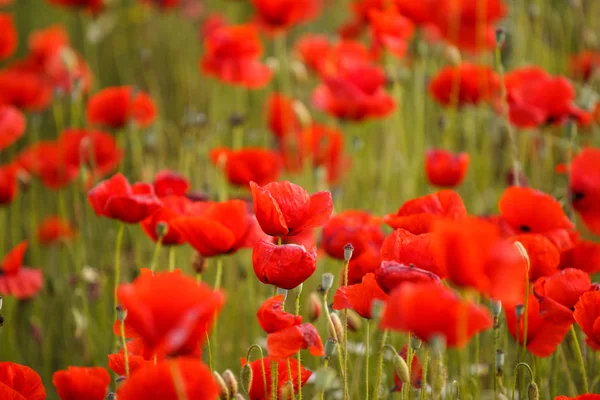 Papavers veld weide — Stockfoto