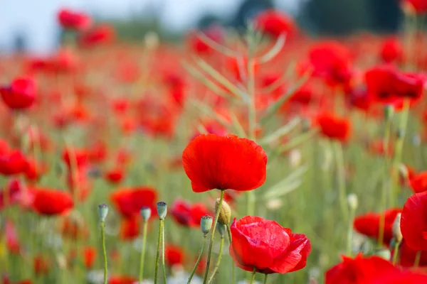 Poppies field meadow — Stock Photo, Image