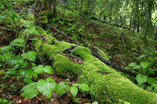 Forêt verte — Photo