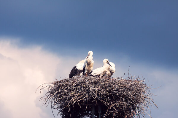 Storks on a background of blue sky