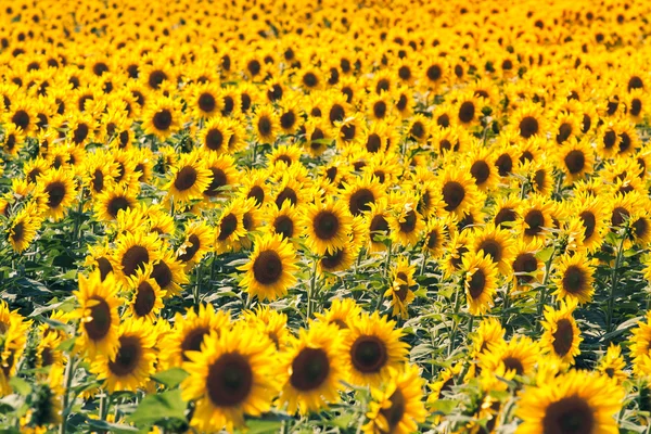 Schöne Sonnenblume auf dem Feld — Stockfoto