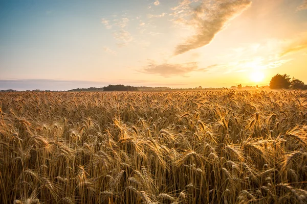 Orelhas douradas de trigo no campo — Fotografia de Stock
