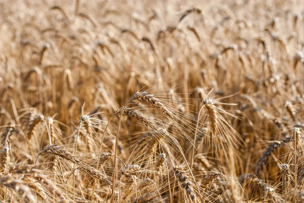 Золоті вуха пшениці на полі — стокове фото
