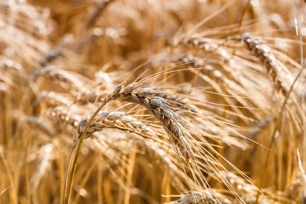 Orelhas douradas de trigo no campo — Fotografia de Stock