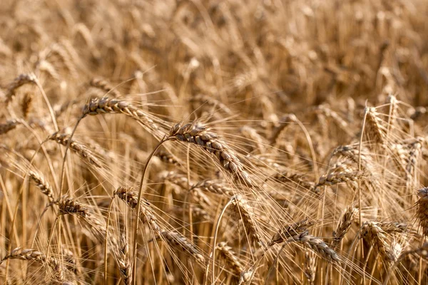 Golden ears of wheat on the field — Stock Photo, Image