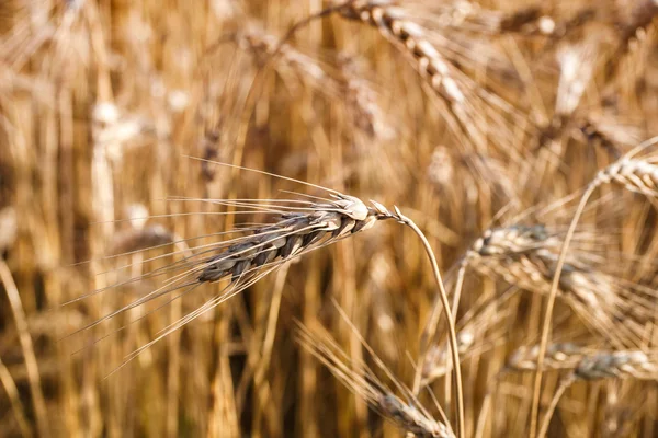 Golden ears of wheat on the field — Stock Photo, Image